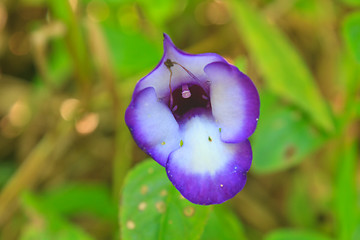 Image showing violet  flower or Impatiens sp