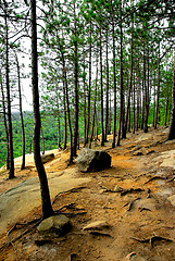 Image showing Pines cliffs trail