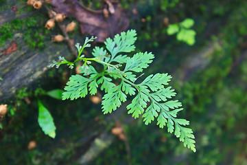 Image showing  Forest Ferns and Fallen Log 