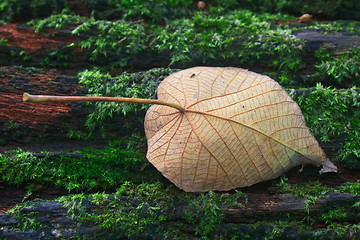 Image showing  autumn leaf on log in forest