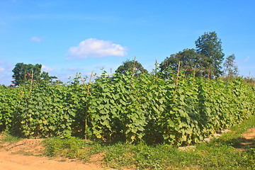Image showing Agriculture plant of cucumber