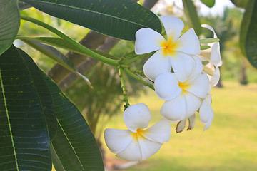 Image showing Branch of tropical flowers frangipani 