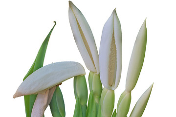 Image showing close up flower of  Elephant ear