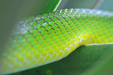 Image showing skin of Red Tailed Green Ratsnake