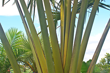 Image showing  Branches of palm trees with thorns 