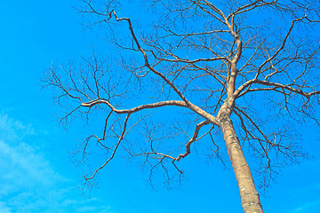 Image showing  tree and blue sky background