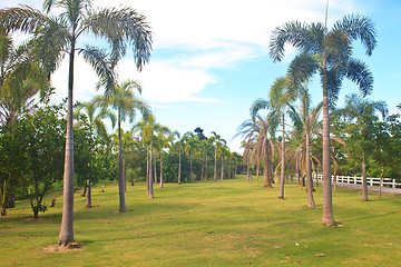 Image showing Palm tree in tropical garden