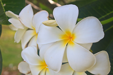 Image showing Branch of tropical flowers frangipani 