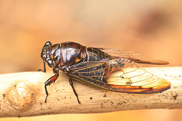 Image showing Cicadas in the trees