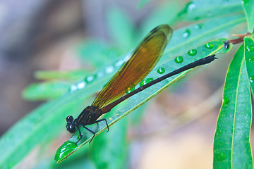 Image showing Dragonfly sitting on a branch