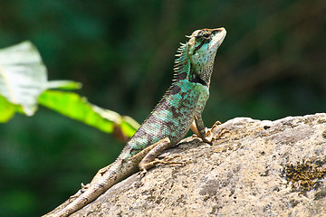 Image showing Green crested lizard