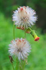 Image showing  flower of grass on green background