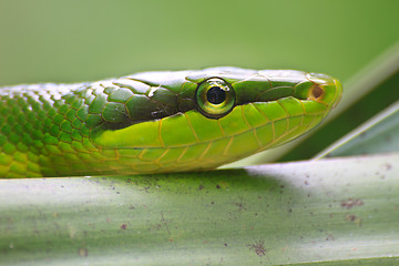 Image showing Red Tailed Green Ratsnake