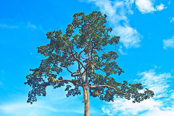 Image showing  tree and blue sky background