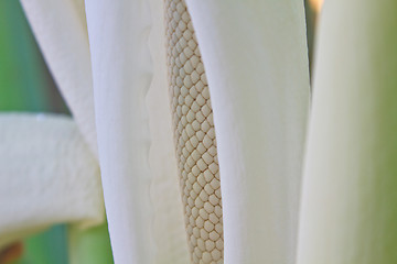 Image showing close up flower of  Elephant ear