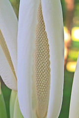 Image showing close up flower of  Elephant ear