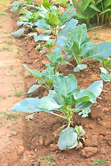 Image showing Chinese kale vegetable in garden 