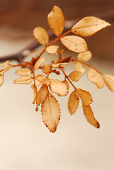 Image showing Dry leaves