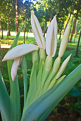 Image showing close up flower of  Elephant ear