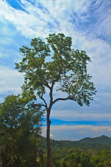 Image showing  tree and blue sky background