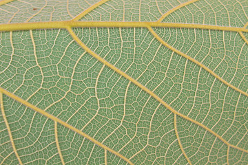 Image showing Texture of a green leaf as background 