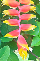 Image showing Beautiful Heliconia flower blooming