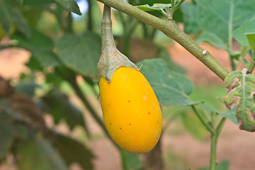 Image showing yellow eggplant on tree in garden