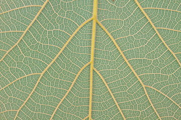 Image showing Texture of a green leaf as background 