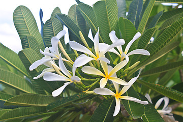 Image showing Branch of tropical flowers frangipani 