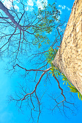 Image showing  tree and blue sky background