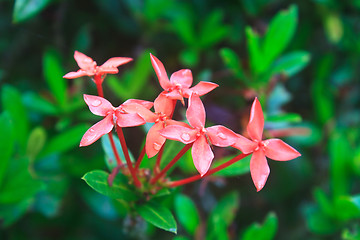 Image showing Red Ixora (Coccinea) the Beautiful Flower