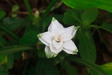 Image showing White Siam Tulip flower