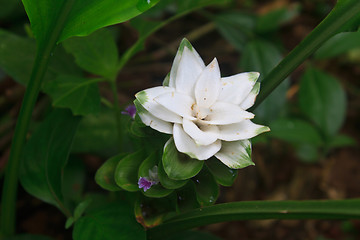 Image showing White Siam Tulip flower