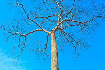 Image showing  tree and blue sky background