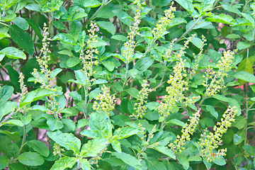 Image showing Green holy basil with flower and seed