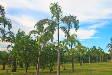 Image showing Palm tree in tropical garden