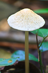 Image showing close up mushroom in deep forest