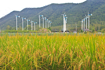 Image showing Green rice in the field