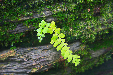 Image showing  Forest Ferns and Fallen Log 