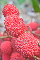 Image showing wild fruit from forest, wild lychee
