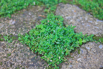 Image showing green grass in stone block walk path 