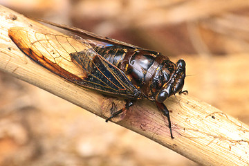 Image showing Cicadas in the trees