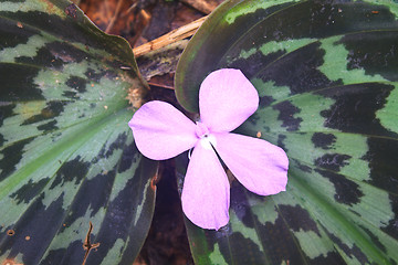 Image showing  flower in forest Kaempferia pulchra