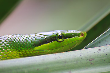 Image showing Red Tailed Green Ratsnake