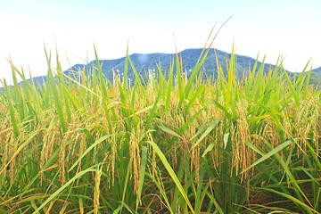 Image showing Green rice in the field