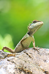 Image showing Green crested lizard