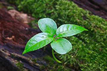 Image showing New green sprout growing from dead log