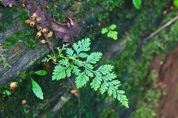 Image showing  Forest Ferns and Fallen Log 