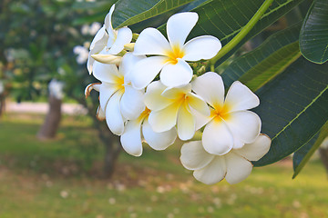 Image showing Branch of tropical flowers frangipani 