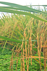 Image showing Green rice in the field